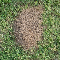 fire ant mound treatments