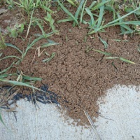 fire ant treatments