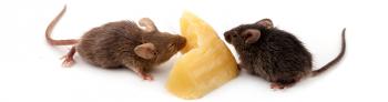 mini banner mice