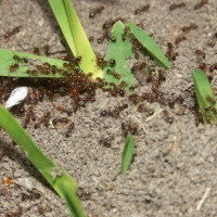 How To Stop Fire Ants in Dallas Fort Worth TX