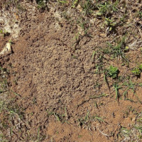 The Importance of Destroying The Ant Colony